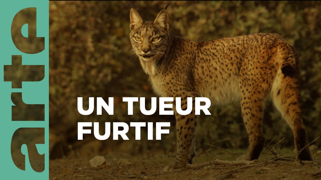 Félins d'Europe : Les revenants