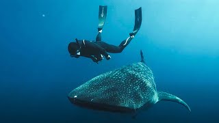 Documentaire L’Odyssée des monstres marins