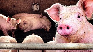 Documentaire La vérité sur la viande