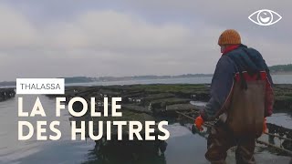 La folie des huîtres