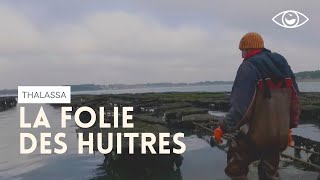 Documentaire La folie des huîtres