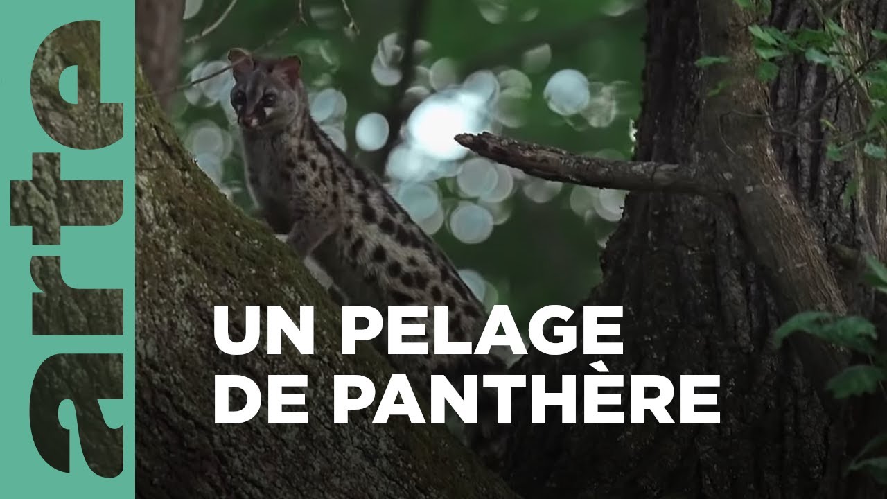 La genette, la discrète du piémont | Les Pyrénées secrètes