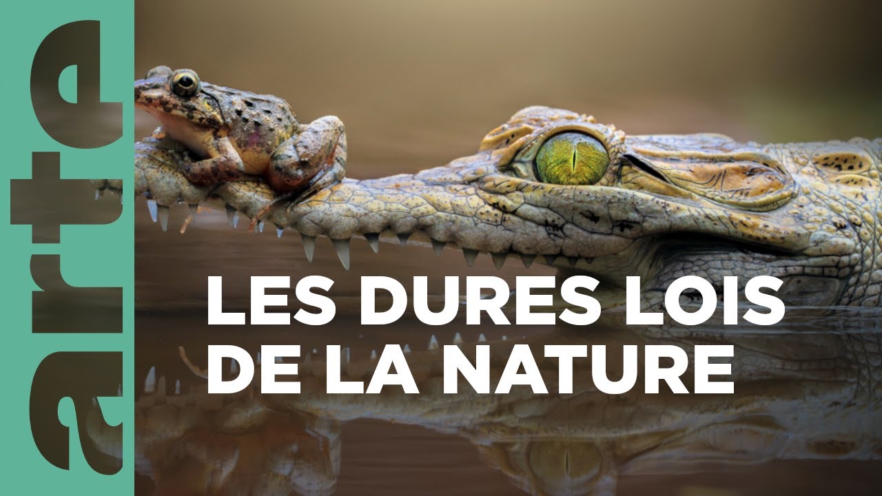 La naissance, le cerveau et les muscles