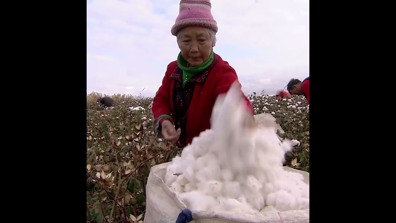 Documentaire Le coton, un drame écologique en Chine