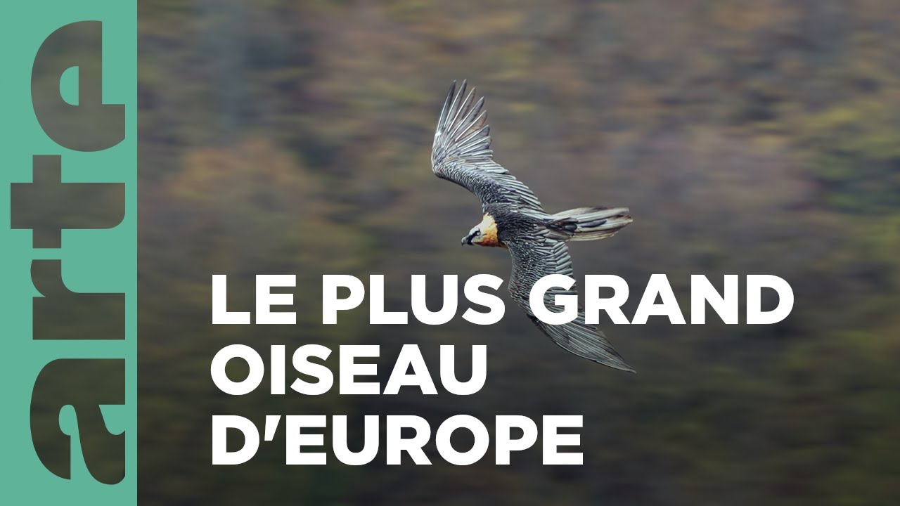 Le gypaète barbu, le corsaire des cimes | Les Pyrénées secrètes