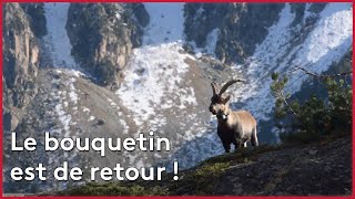 Documentaire Le retour des bouquetins des Pyrénées