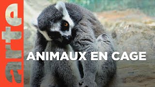 Documentaire Le zoo, toute une vie en cage | Faire l’histoire