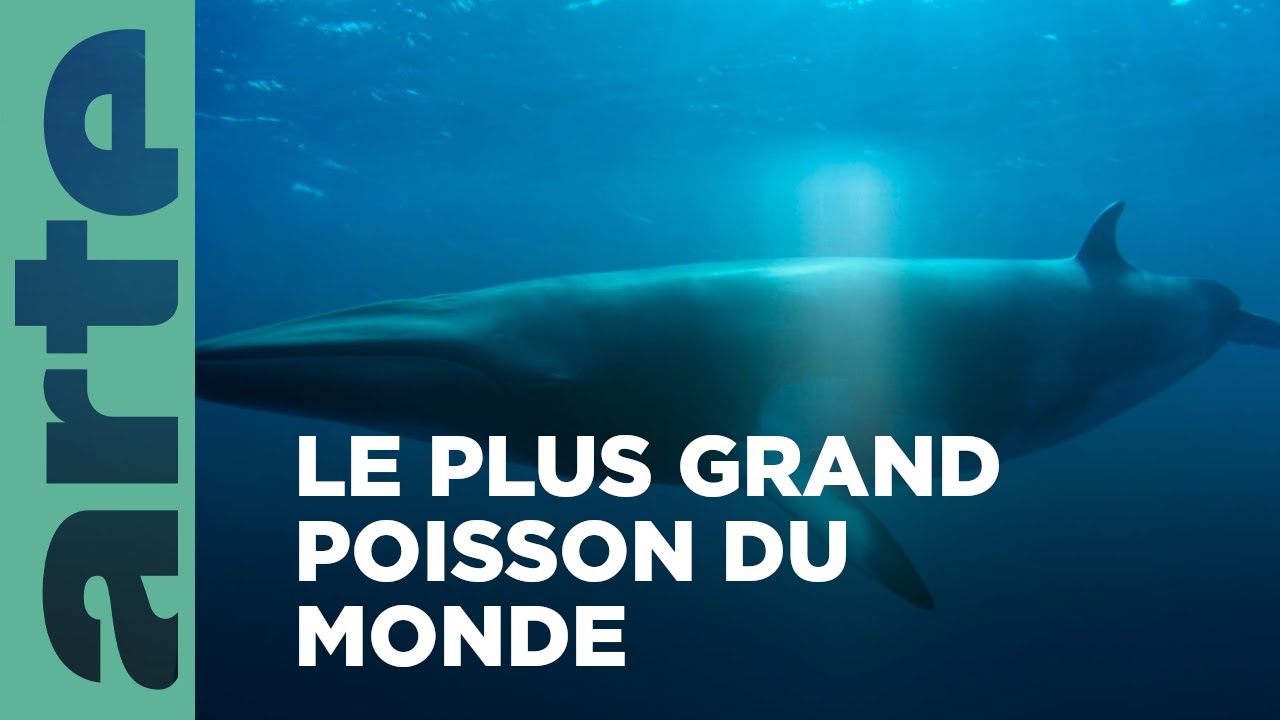 Les géants des mers | Les sentinelles de la Grande Barrière de corail