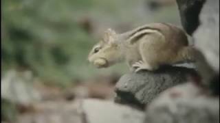 Documentaire Les grandes forêts du nord