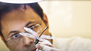 Documentaire Les mondes perdus : qui a tué les insectes géants ?