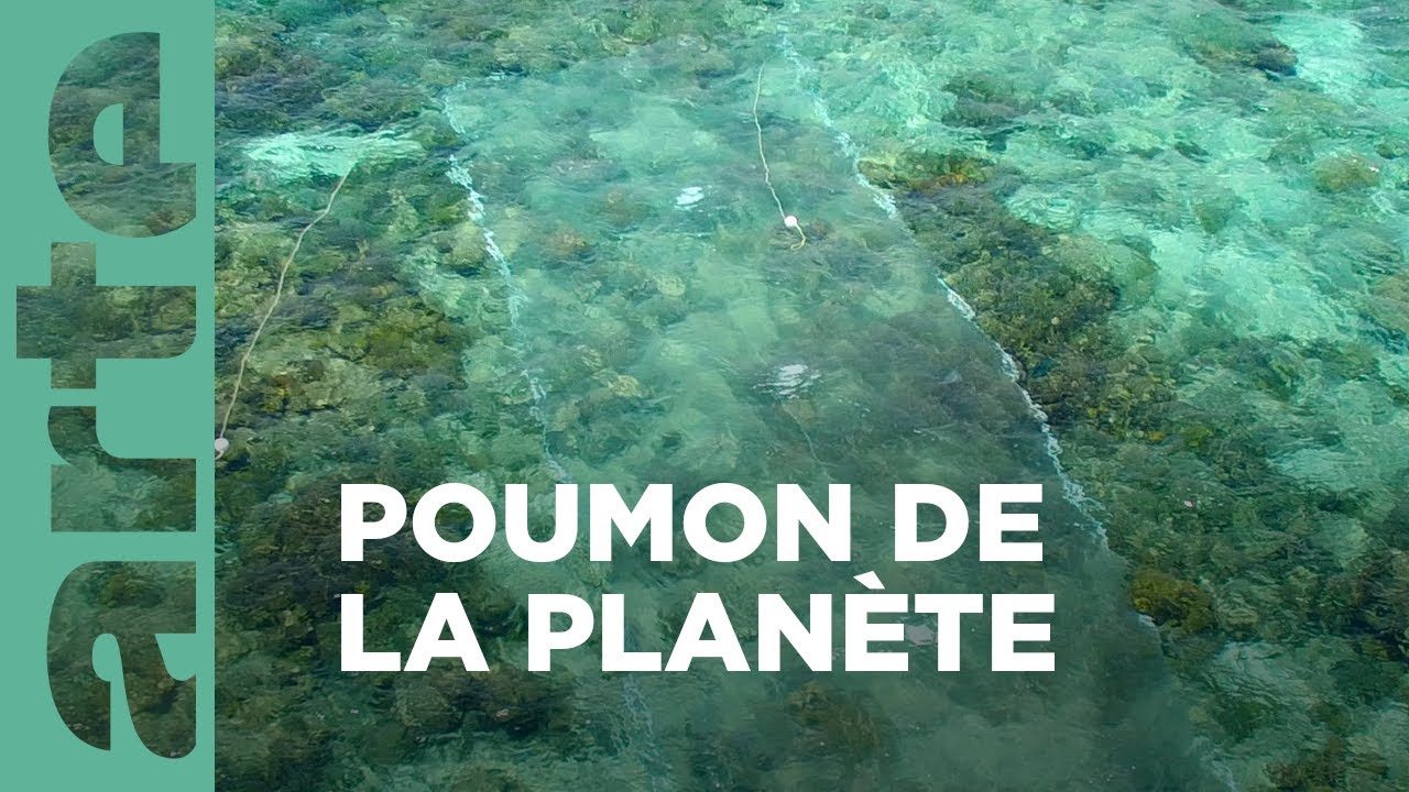 Les récifs coralliens | Les sentinelles de la Grande Barrière de corail