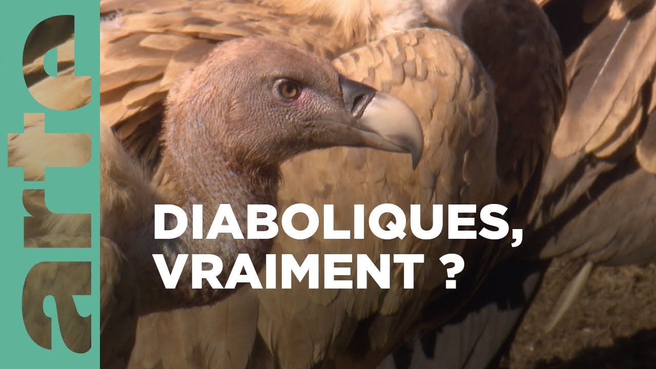 Documentaire Les vautours sont de retour