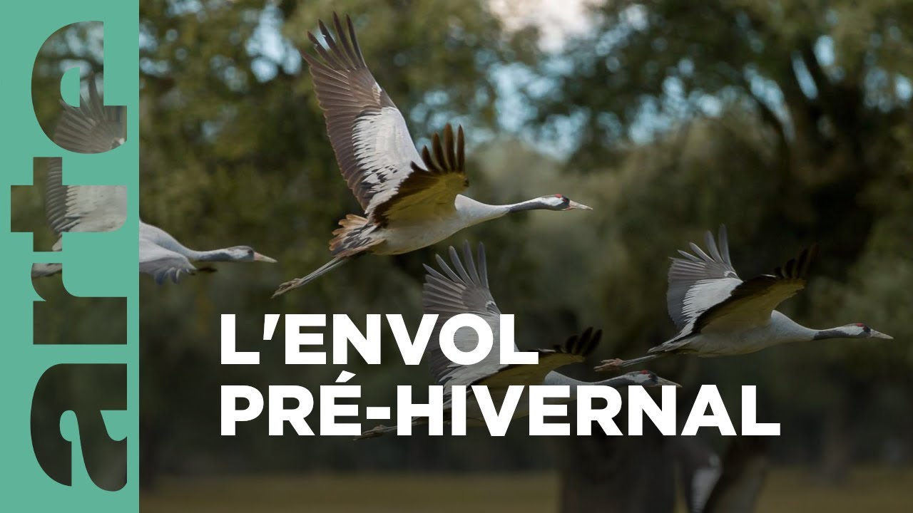 Documentaire L’hiver ibérique des oiseaux migrateurs