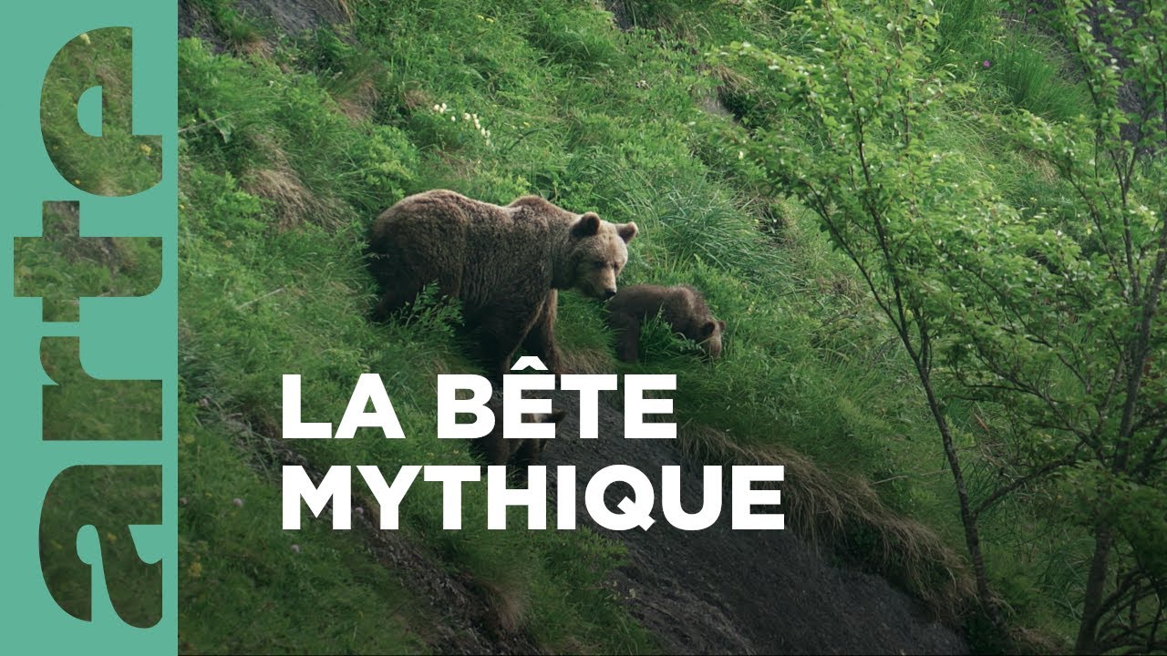 Documentaire L’ours, le roi des forêts ancestrales | Les Pyrénées secrètes