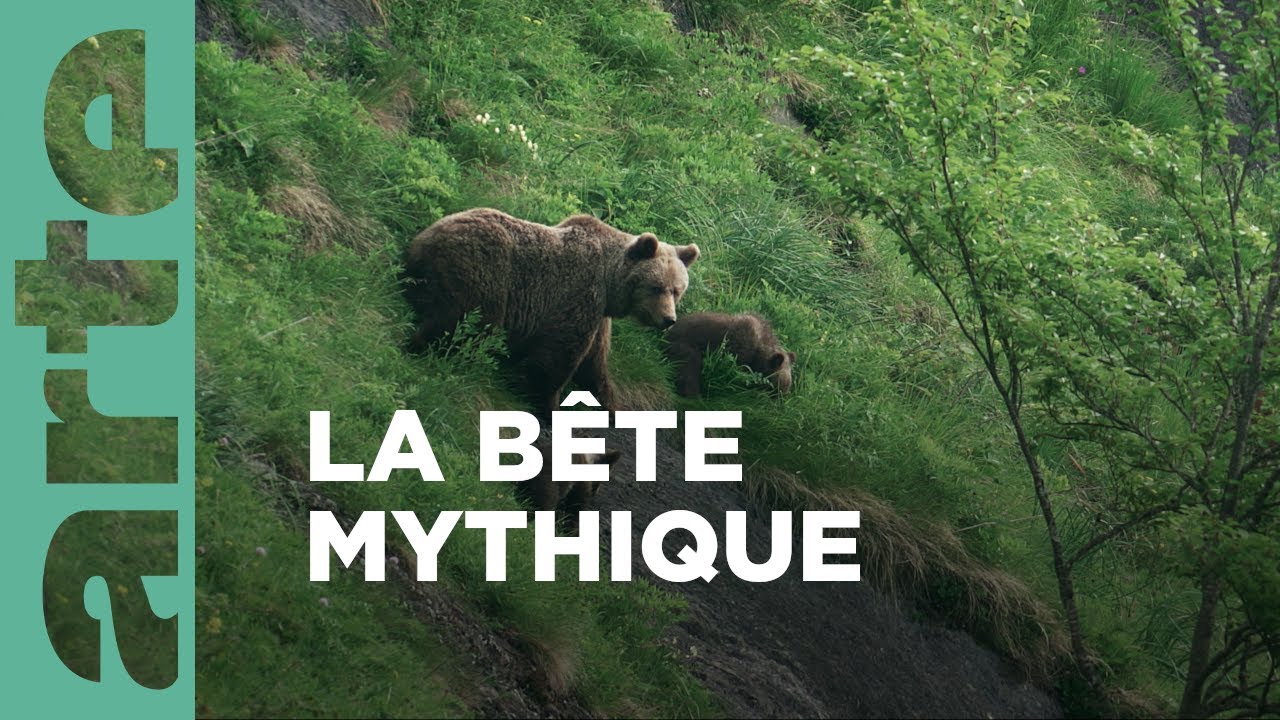L’ours, le roi des forêts ancestrales | Les Pyrénées secrètes