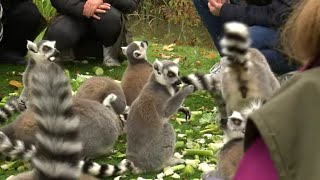 Documentaire Noël à Thoiry : les animaux en lumière