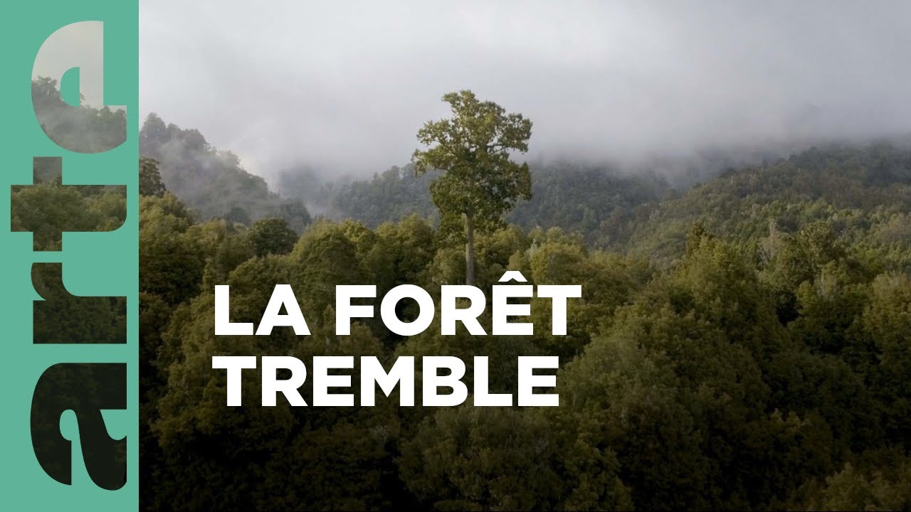 Documentaire Nouvelle-Zélande : La forêt des géants