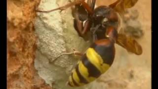 Petites histoire naturelles – Construire
