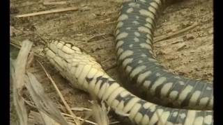 Petites histoire naturelles - Ruser...