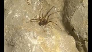 Petites histoire naturelles - Vivre dans les cavernes