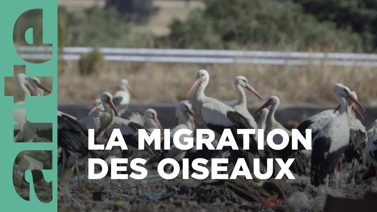 Documentaire Quand passent les oiseaux