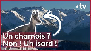 Rando hivernale dans les Pyrénées ariégeoises