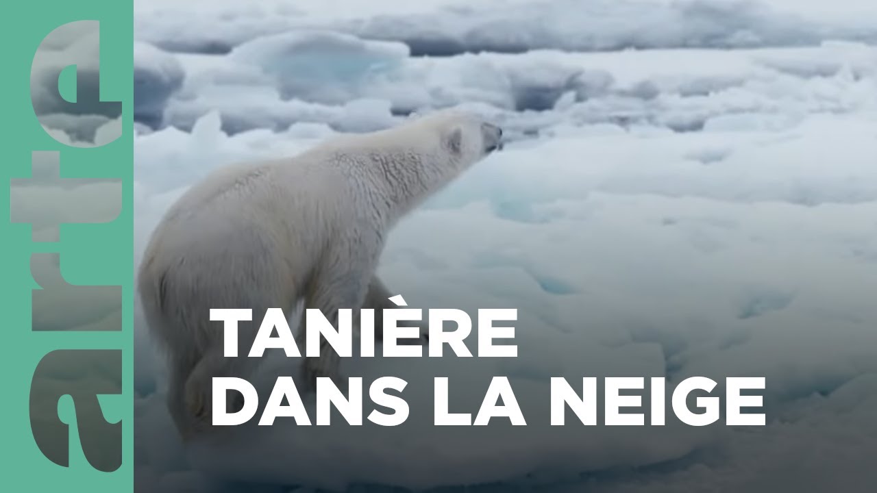 Un hiver enchanté