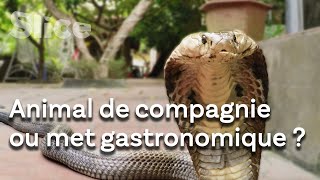Documentaire Vietnam : le pays des serpents