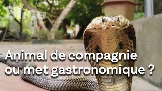 Vietnam : le pays des serpents
