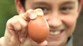 Documentaire Vous saurez tout sur les œufs
