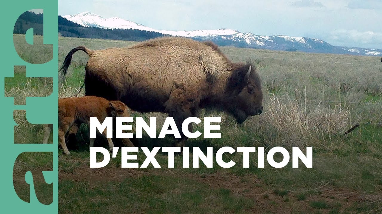 Documentaire Bisons, les doux géants du Montana 