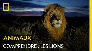 Documentaire Les lions