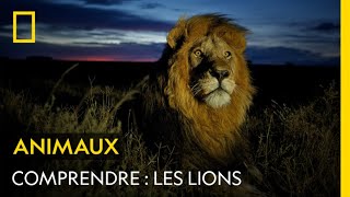 Les lions