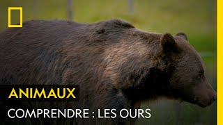 Documentaire Les ours