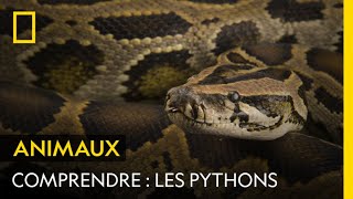 Documentaire Les pythons