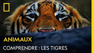 Documentaire Les tigres