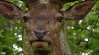 Documentaire Ces cerfs passent toute leur vie ensemble