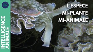Documentaire Comment des limaces de mer peuvent-elles survivre un an sans manger ?