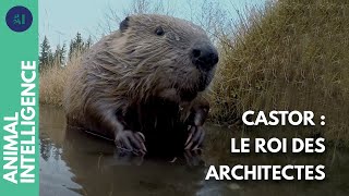 Documentaire Comment les castors construisent-ils leur barrage ?