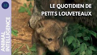 Comment les louveteaux sont-ils élevés par la meute ?