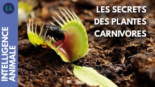 Comment les plantes carnivores capturent-elles leurs proies ?