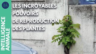 Comment les plantes ont envahi le monde ?