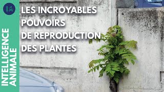 Comment les plantes ont envahi le monde ?