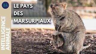 Documentaire Comment protéger les animaux endémiques d’Australie ?