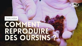 Documentaire Comment reproduire des oursins (au Cap Corse) ?