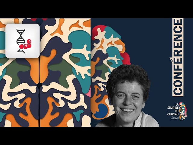 L’architecture fonctionnelle du cerveau au repos