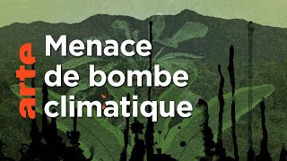 Congo : Péril noir sur la forêt |