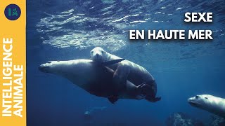 Documentaire D’amour et d’eau fraîche, la vie sexuelle des créatures marines