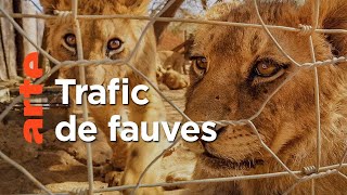 Des lions, des os et des armes