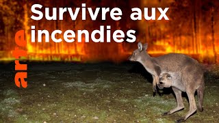 Feux de forêt en Australie